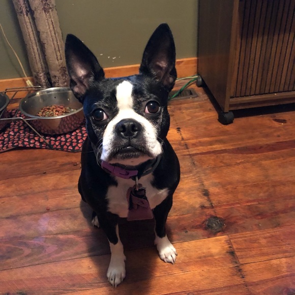 Hooty & Capt Nemo; rescued friends extraordinaire! - Picture 8 of 14